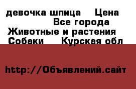 девочка шпица  › Цена ­ 40 000 - Все города Животные и растения » Собаки   . Курская обл.